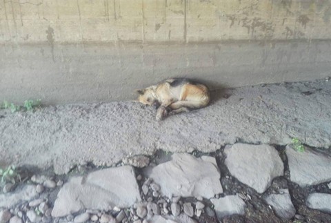 Pri Košiciach niekto vyhodil pod most zviazanú fenku