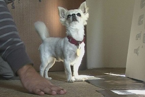 Stratená čivava_Spišská Nová Ves_majiteľ