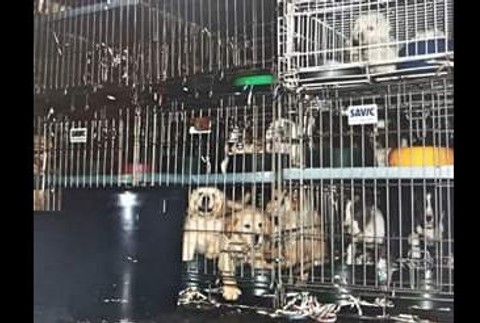 Zvieratá v klietkach 2