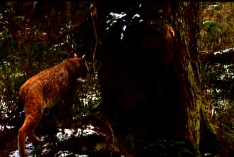 Tajomná šelma menom Rys hľadá partnera. Takéto unikátne zábery ste ešte nevideli