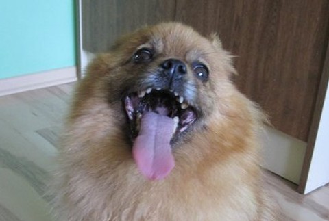 Stratená fenka trpasličieho špica 3