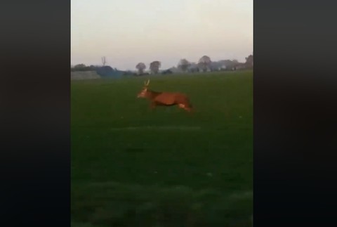 VIDEO: Zážitok na celý život. Jeleň preskočil pred autom celú cestu 