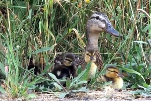 Záchrana kačiek v Banskej Bystrici 