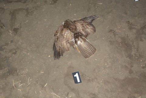 180324_otrava_dravce509702