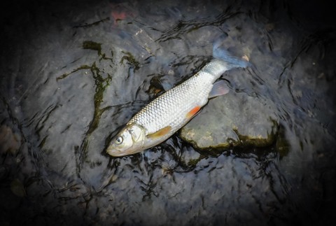 Uhynuté ryby na Myjave