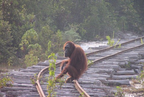 Orangutany sú ohrozené odlesňovaním 