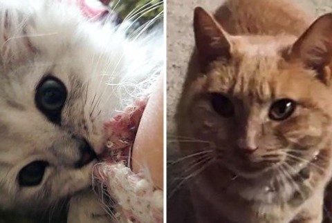 Croydonský zabijak mačiek