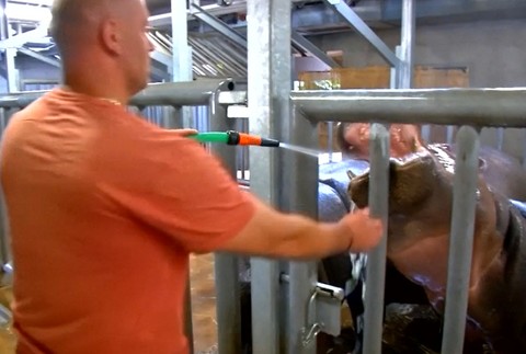 Umývanie zubov hrochom v pražskej ZOO