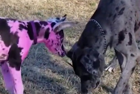 FOTO: Majiteľka nafarbila svoju dogu na ružovo. Dôvod vás zaskočí