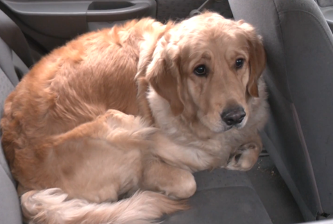 darovane vianoce auto