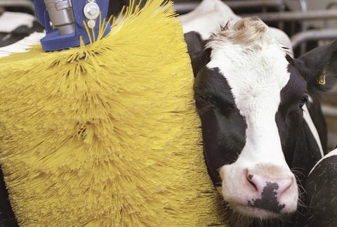 krava si uziva-umyvacia linka, umyvacka, kefa cisti