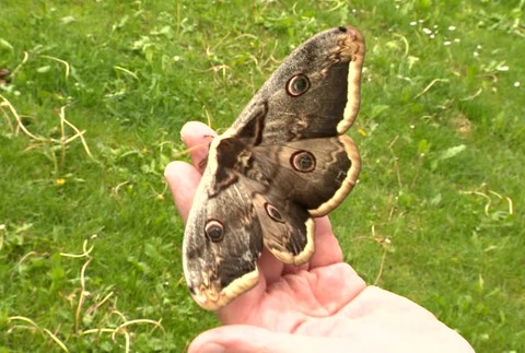 [multi] V Čachticiach našli mega motýľa. Má až 16 centimetrov 3221