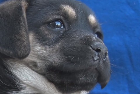 Šteniatko zamkli v skrinke.