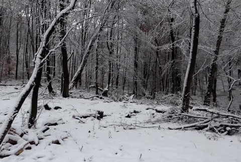 V okolí hlavného mesta miznú stromy. Obyvatelia tak prichádzajú o rekreačné zóny