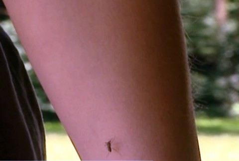 Uštipnutie komárom