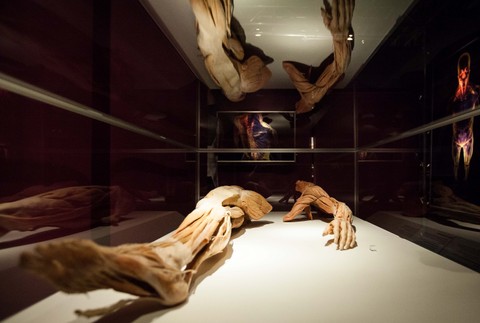 Human Body výstava Incheba