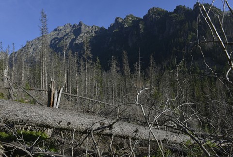 Lykožrútová kalamita sa šíri ďalej (5)