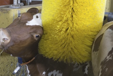 krava si uziva3-umyvacia linka, umyvacka, kefa