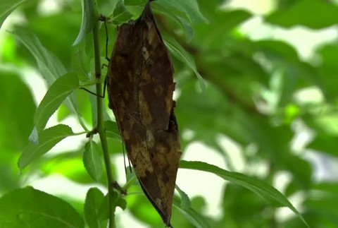 Tisíce motýľov na jednom mieste. Bojnická Zoo ponúka návštevníkom jedinečný zážitok