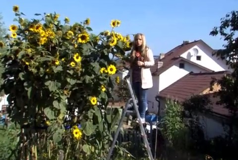 Eve narástli na záhrade 4-metrové slnečnice