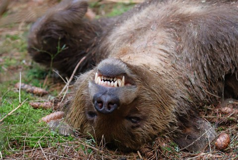 mrtvy medved pytliak tatry (6)