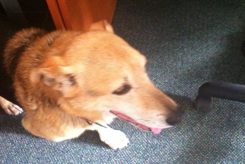 Zatúlaný psík v JOJke