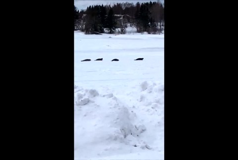 [multi] Po uliciach mesta sa pohybujú tulene. Do mora sa vrátiť nevedia, cesta im zamrzla 8672