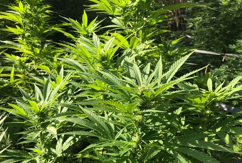 Kriminalisti chytili pestovateľa marihuany priamo v jeho záhradke