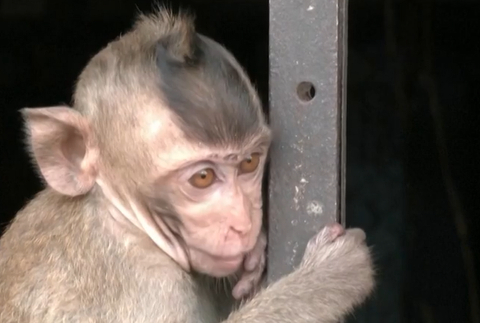 Opice 3