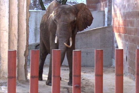 Slony dostanú nové bývanie 