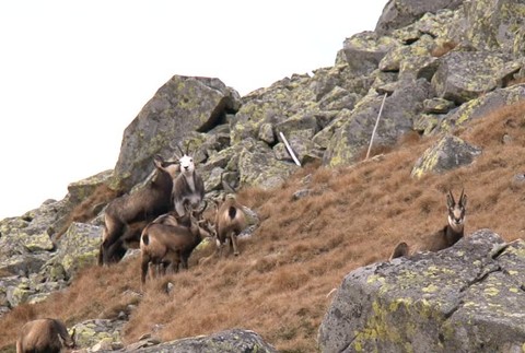 VN biely kamzík2161