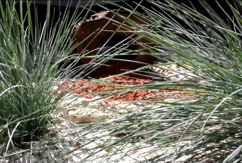 [multi] Príspevok na skrášľovanie 5973