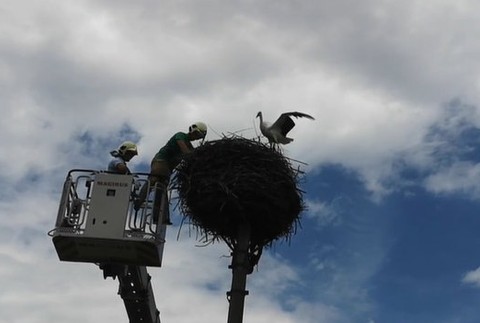 Hasiči pomáhali bocianovi.