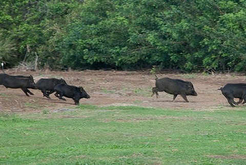 Diviaky, bežia, päť, les