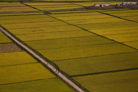 Severná Kórea polia