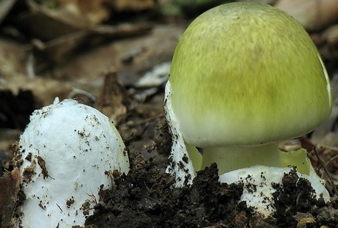 Muchotrávka zelená 