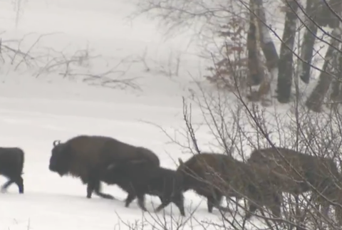 Stopovanie zubrov v Poloninách
