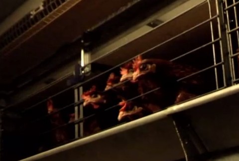 Vtáčia chrípka v Poľsku