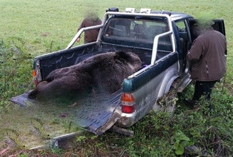 Zrazeného medveďa odvážajú miestni poľovníci