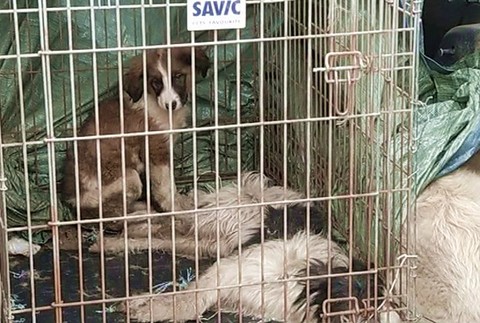 Odchyt psov-steniatko a mrtve psy v dodavke,auto