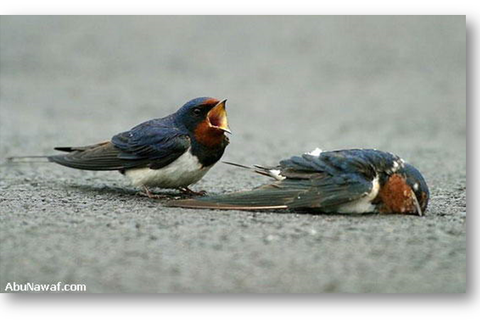 zrazená lastovička