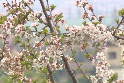 čerešňa prvý máj (2)