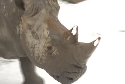 ZOO Bratislava oslavuje 60 rokov