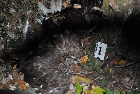 Úhyn dravcov pri Šali