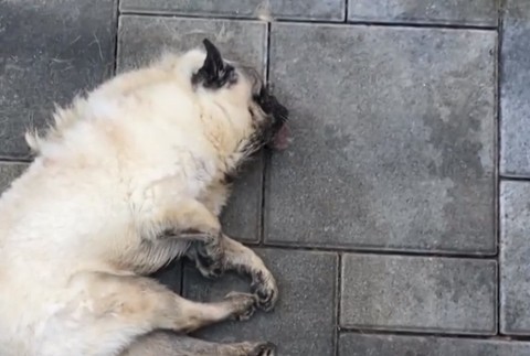 Ochranári zasiahli v poslednej chvíli. V luxusnej štvrti zanedbaného psíka červy žrali zaživa