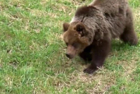 Medveď útočil4791