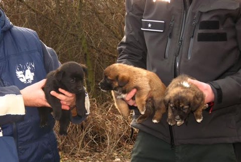 Pri Gabčíkove niekto vyhodil šteniatka k Dunaju, život im zachránila polícia