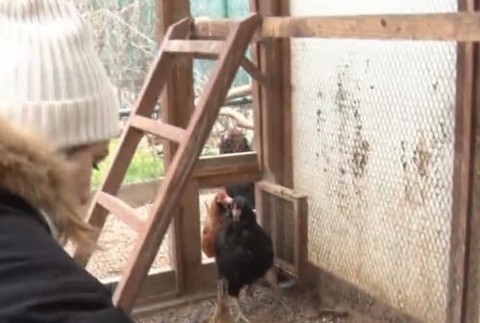 Vtáčej chrípky sa neboja 