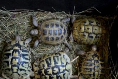 Vo vlastnom dome ilegálne chovala 26 druhov ohrozených korytnačiek, dnes jej hrozí väzenie