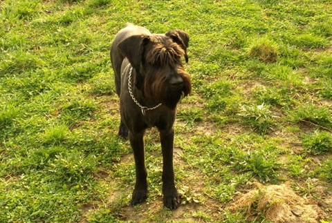 Nevideli ste čierneho bradáča Adara?